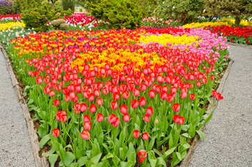 Garden of tulips at Skagit, Washington State, America.