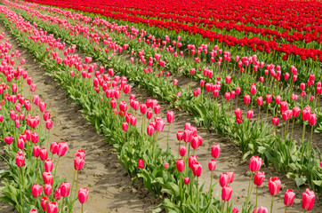 Field of tulips at Skagit, Washington State, America.
