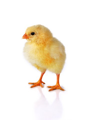 chicken isolated on white background