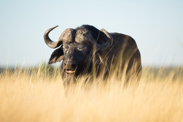 Buffalo in Bushveld