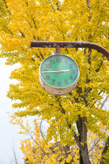 closed up the green clock with ginkgo trees in park, Japan