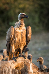 Vulture