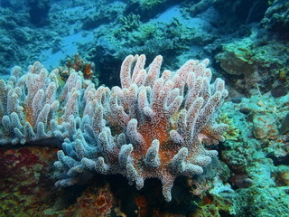 Soft coral, Island Bali