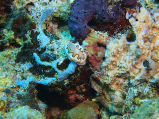 Obraz na płótnie Canvas True sea slug, Island Bali