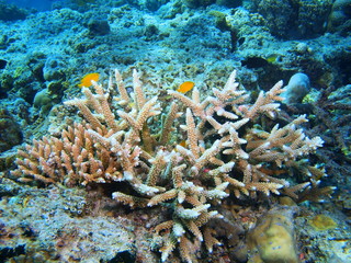 Stone coral, Island Bali