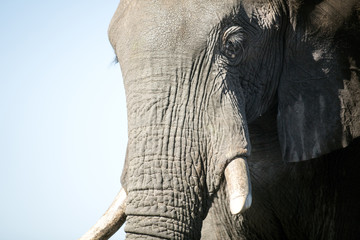 Elephant detail