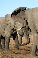Fototapeta na wymiar Elephant detail