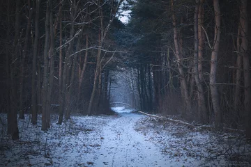 Foto op Plexiglas Winter forest © SasaStock