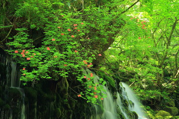 秋田県　夏の元滝伏流水