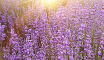 Lavender bushes closeup.
