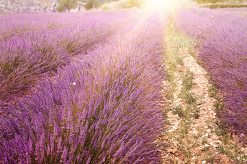 Fototapeta premium Lavender bushes closeup.