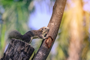 Friendly squirrel on tree in urban garden.