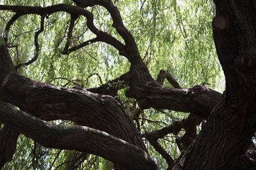 Gnarly tree in dark forest © Quaid Leckey