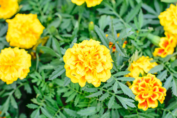 Marigold Flower