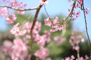 spring sakura pink flower in close up