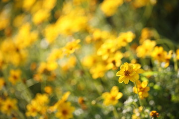 yellow flowers in close up