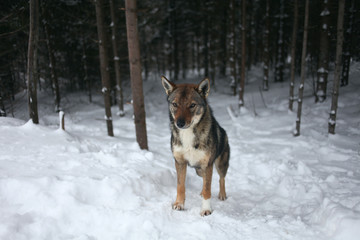 Dog in the forest