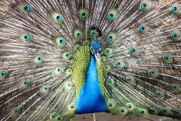 Fototapeta premium Elegant Peacock was showing beautiful tail