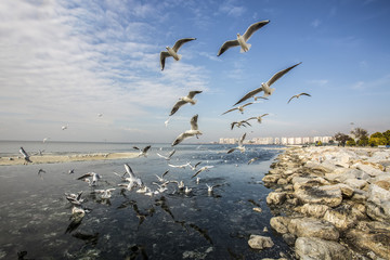 Deniz Martı Ve Şehir © Esin Deniz