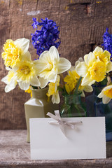 Fresh  spring yellow narcissus and  blue hyacinths  flowers  in