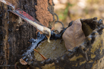 Dry Rubber Latex of rubber trees.