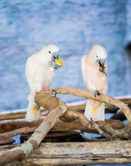 macaw in chiangmai Thailand