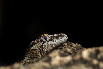 Head of a reticulated Gargoyle gecko