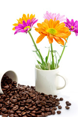 Chrysanthemum and roasted coffee beans isolated on white backgro