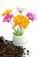 Fototapeta premium Chrysanthemum and roasted coffee beans isolated on white backgro