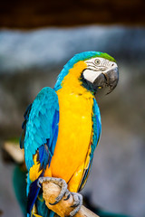 macaw in chiangmai Thailand