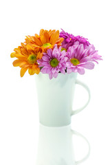 chrysanthemum flower isolate on white background.