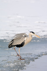 Grey Heron standing in the snow, a cold winter day