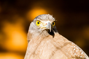 crested serpent eagle in chiangmai Thailand