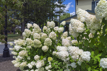 Bush of blooming white hydrangea