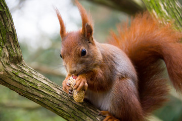Eichhörnchen knabbert an Nuss