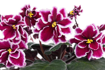 Fototapeta na wymiar Beautiful violet flower