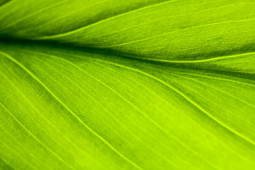 Green leaf macro shot