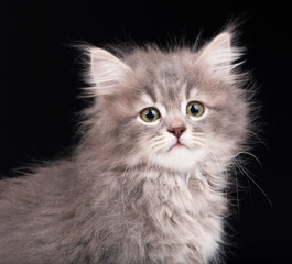 Cute fluffy kitten