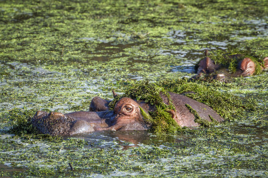 Hippopotamus in Kruger National park