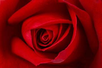 Beautiful red rose close up