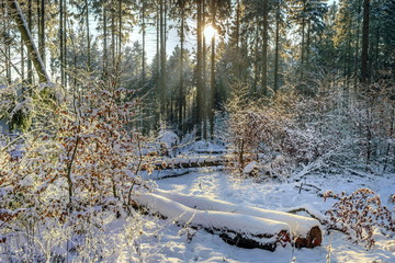 Winterwald