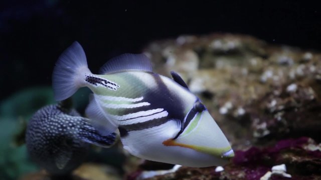 Picasso Triggerfish tracking shot close to