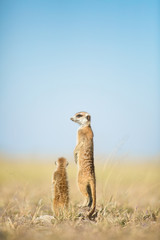 Meerkat