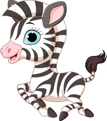 Fototapeta na wymiar Cute zebra running isolated on white background 