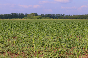 Fototapeta na wymiar Green field with corn and trees on horizon at sunny summer day