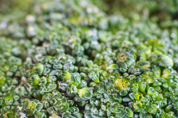 Green broccoli macro texture