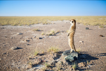 Meerkat
