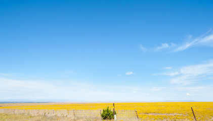 Blue sky over yellow fields in Arizona countryside on Route 66
