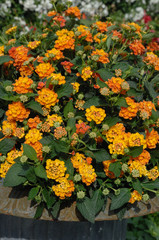 lantana