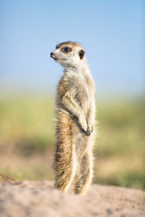 Fototapeta premium Meerkat